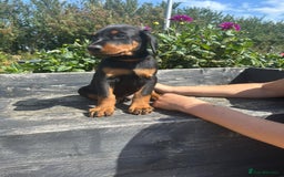 Dobermann dogs for sale: Proper Chunky Euro doberman pups 💕 - Image 14