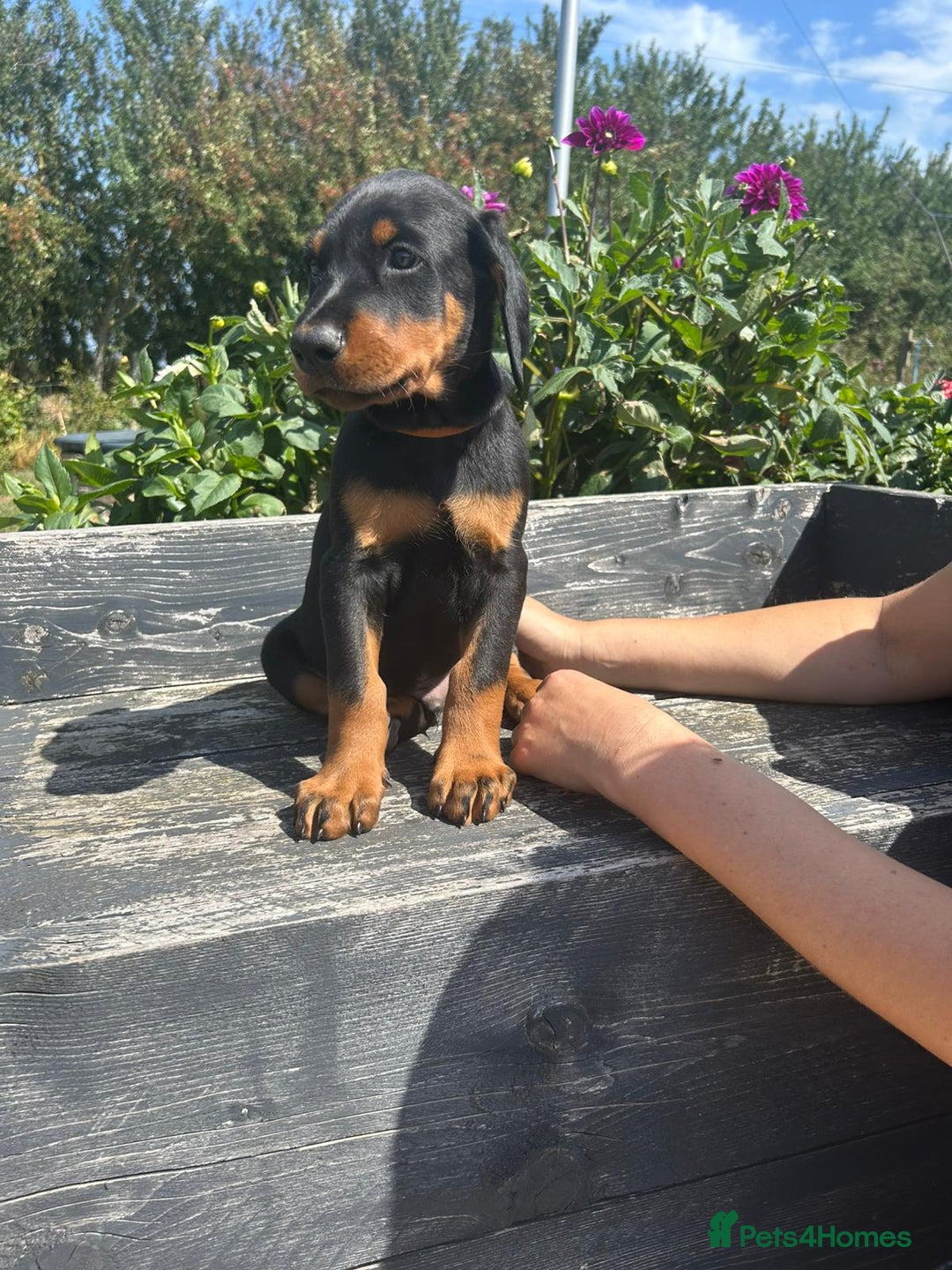 Dobermann dogs for sale: Proper Chunky Euro doberman pups 💕 - Image 14