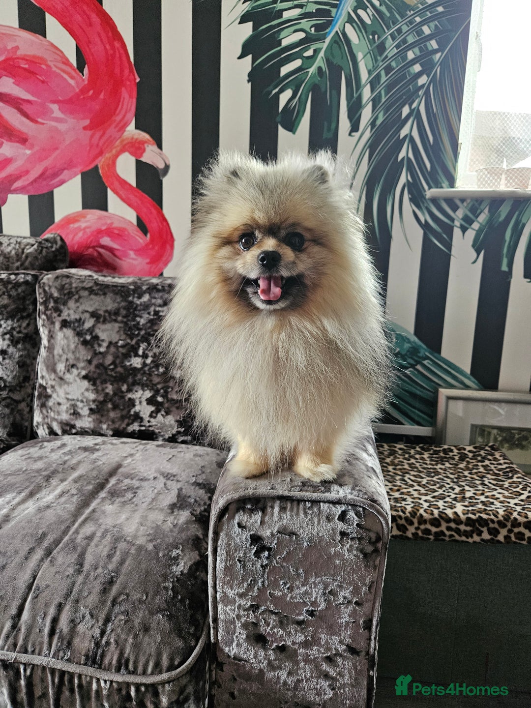 Pomeranian dogs for sale: Pomeranian show dogs x2 - Image 11