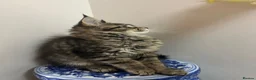 Maine Coon cats for sale: Licensed breeder-maine coon kittens - Advert 15