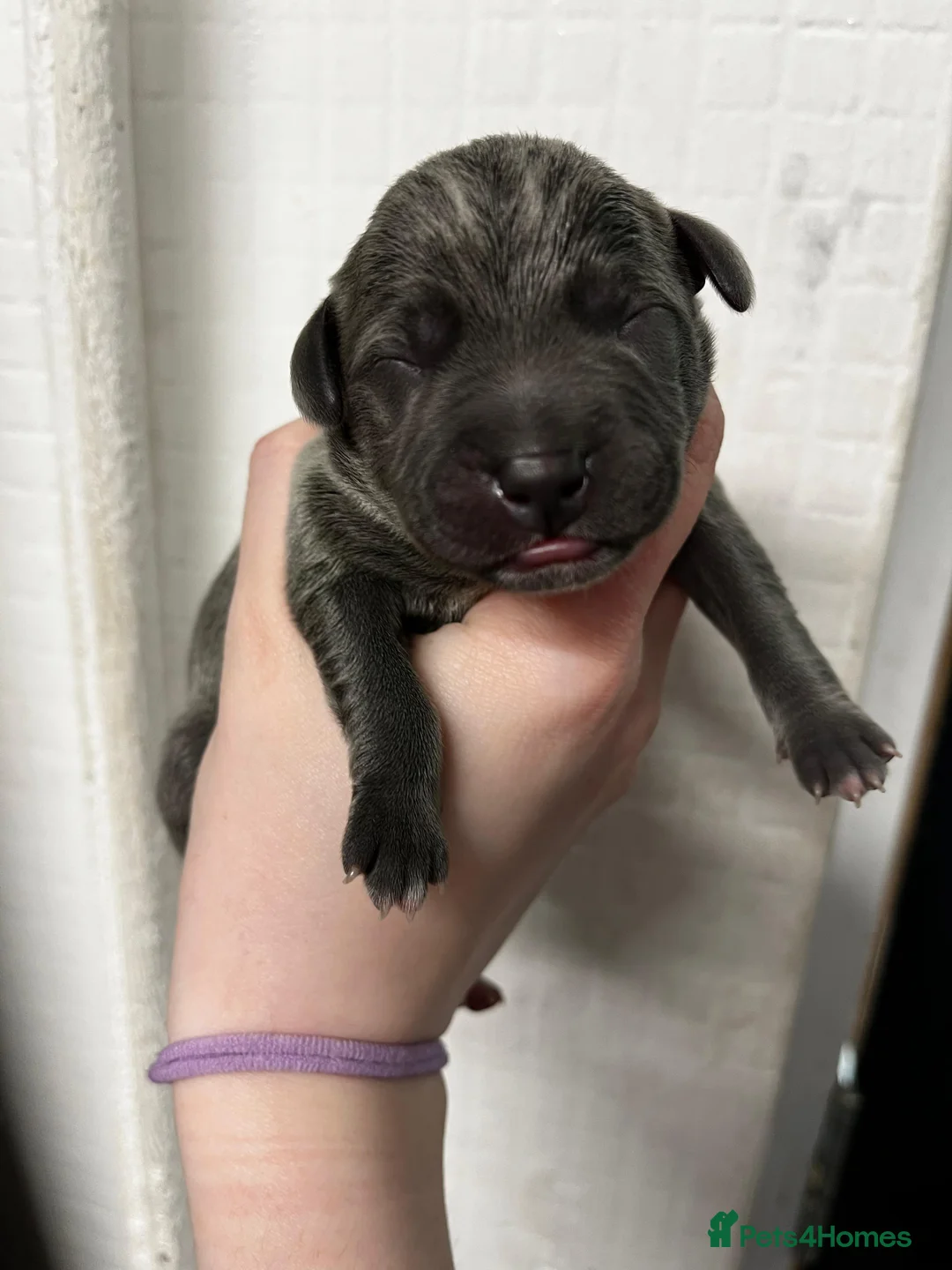 Staffordshire Bull Terrier dogs for sale: 8 blue Staffordshire bull terrier puppies  - Advert 1
