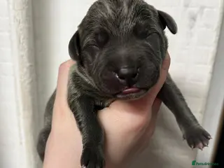 Staffordshire Bull Terrier dogs 8 blue Staffordshire bull terrier puppies - Advert 1