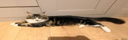 Maine Coon cats for sale: Mainecoon kittens tabby girl and boys  - Advert 3