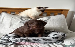 Labradoodle dogs for sale: Stunning Labradoodle Puppies  - Advert 22