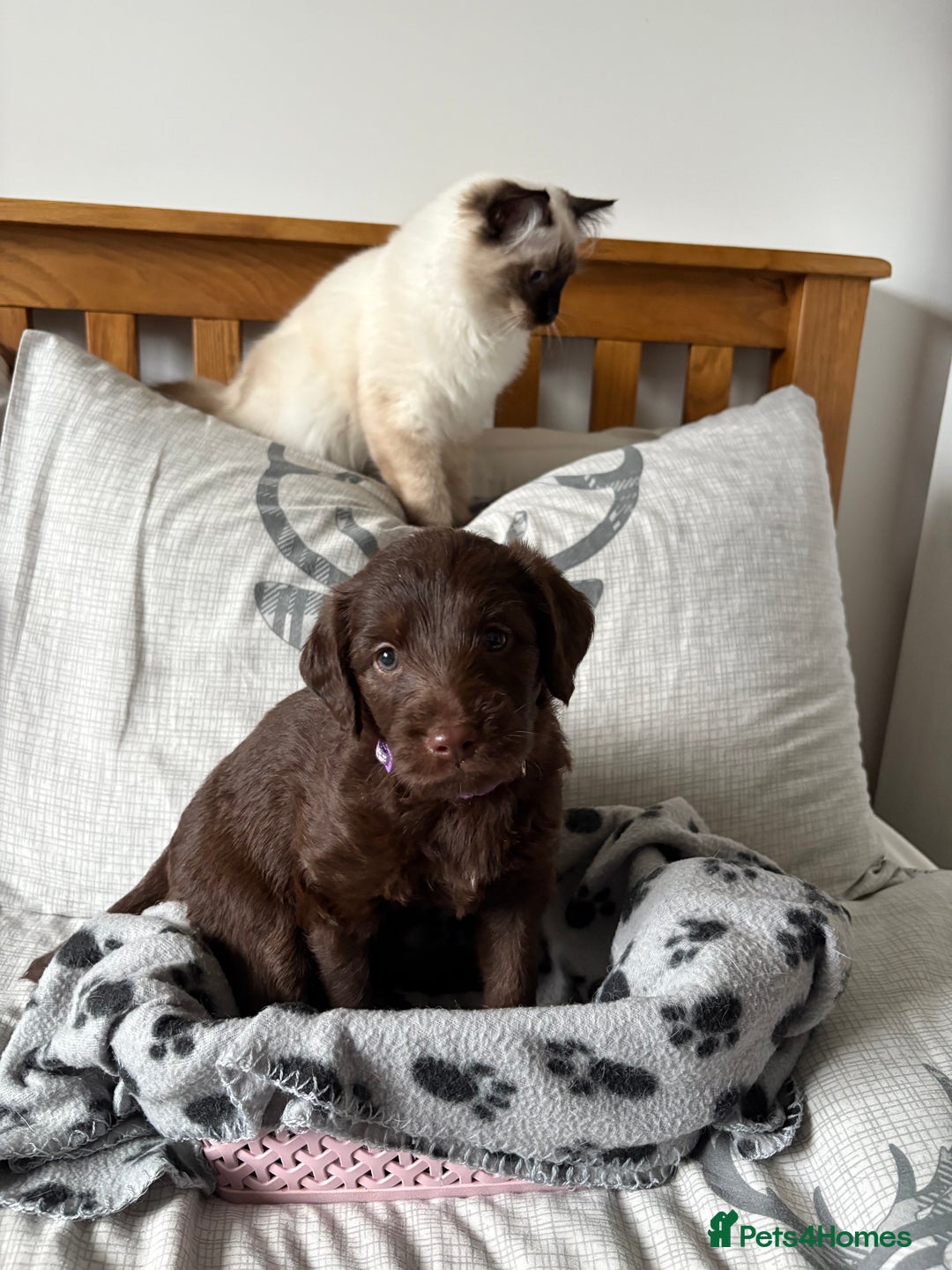 Labradoodle dogs for sale: Stunning Labradoodle Puppies  - Advert 22