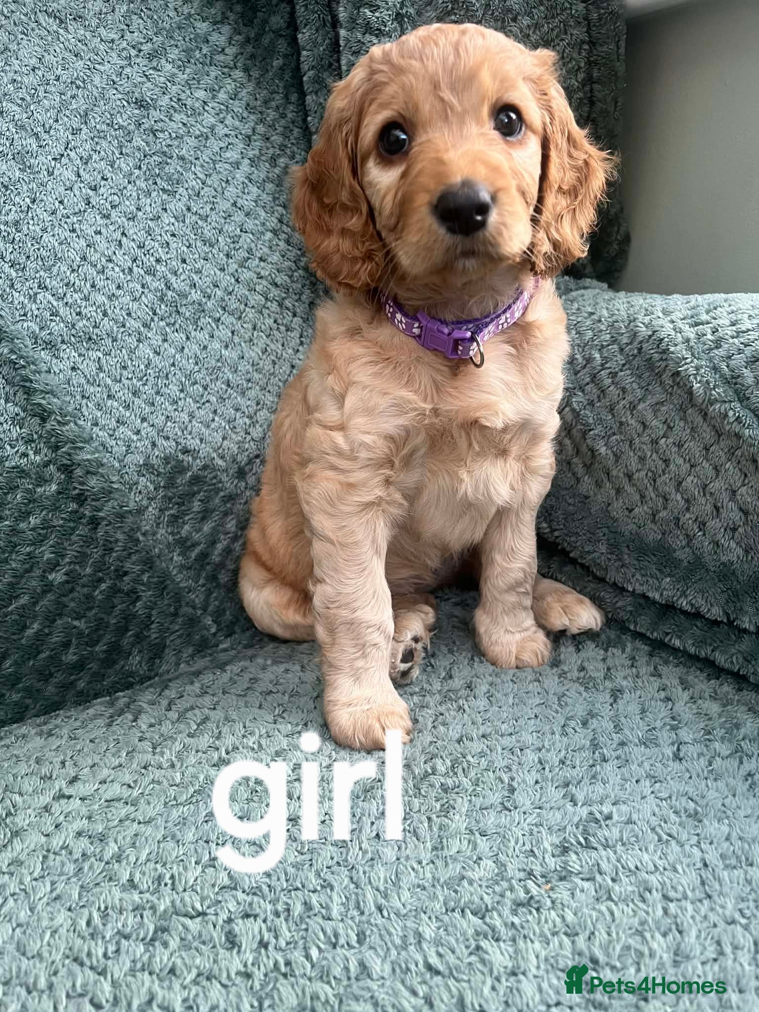 Cockapoo dogs Cockapoo f1b beautiful litter - Advert 4