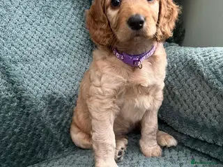 Cockapoo dogs Cockapoo f1b beautiful litter - Advert 4