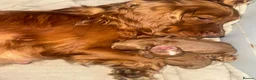 Cocker Spaniel dogs for sale: KC COCKER SPANIELS  - Advert 13