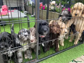 Cockapoo dogs F1 Show Type Sable Merle Cockapoos ONLY 2 LEFT - Advert 6
