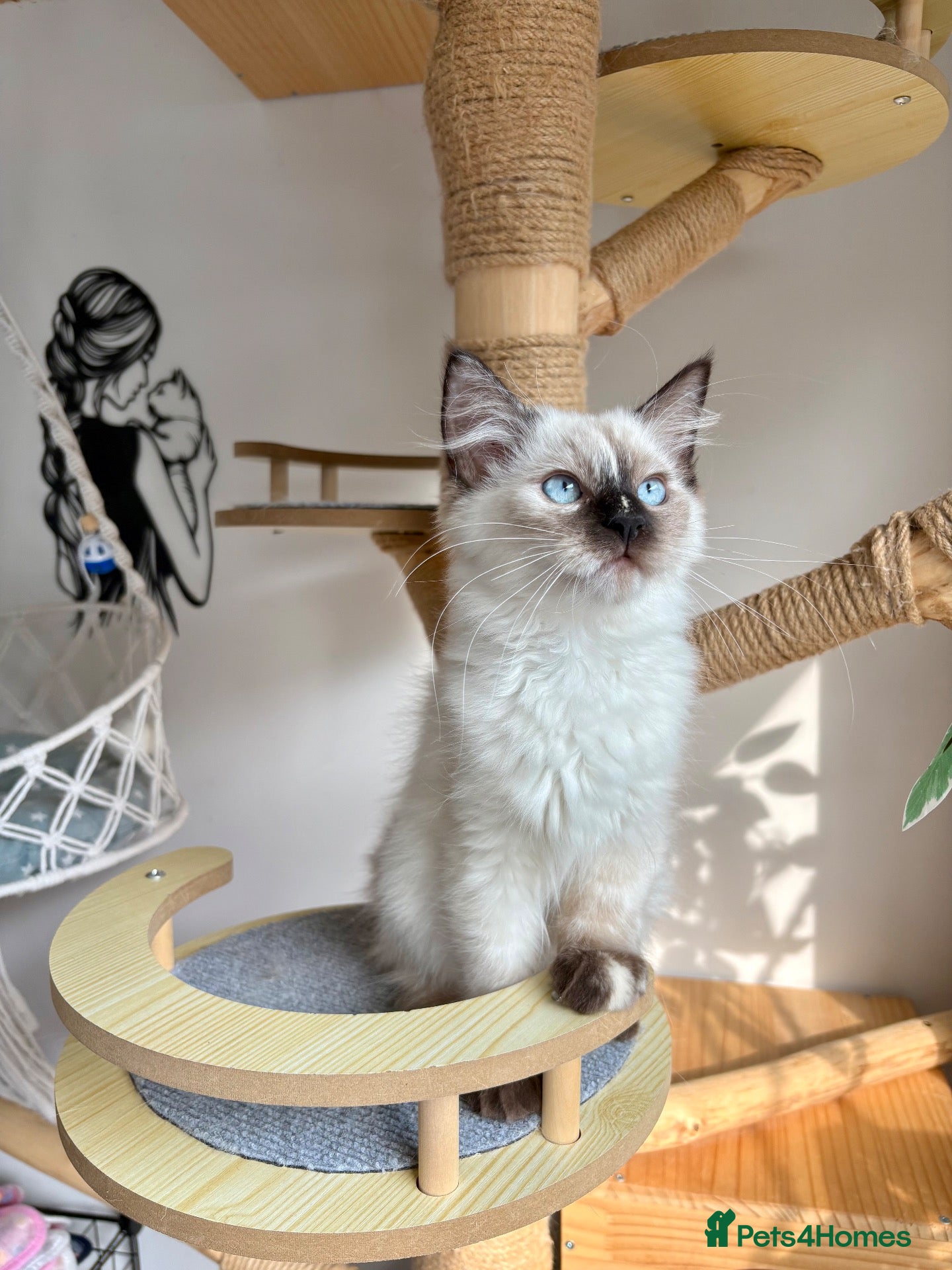 Ragdoll cats Beautiful ragdoll kittens  - Advert 2