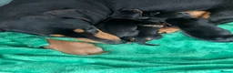 Miniature Dachshund dogs for sale: Miniature Dachshund Puppies - Advert 3