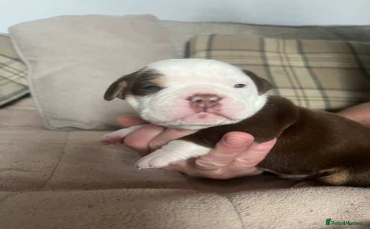 Olde English Bulldogge dogs - Advert 1