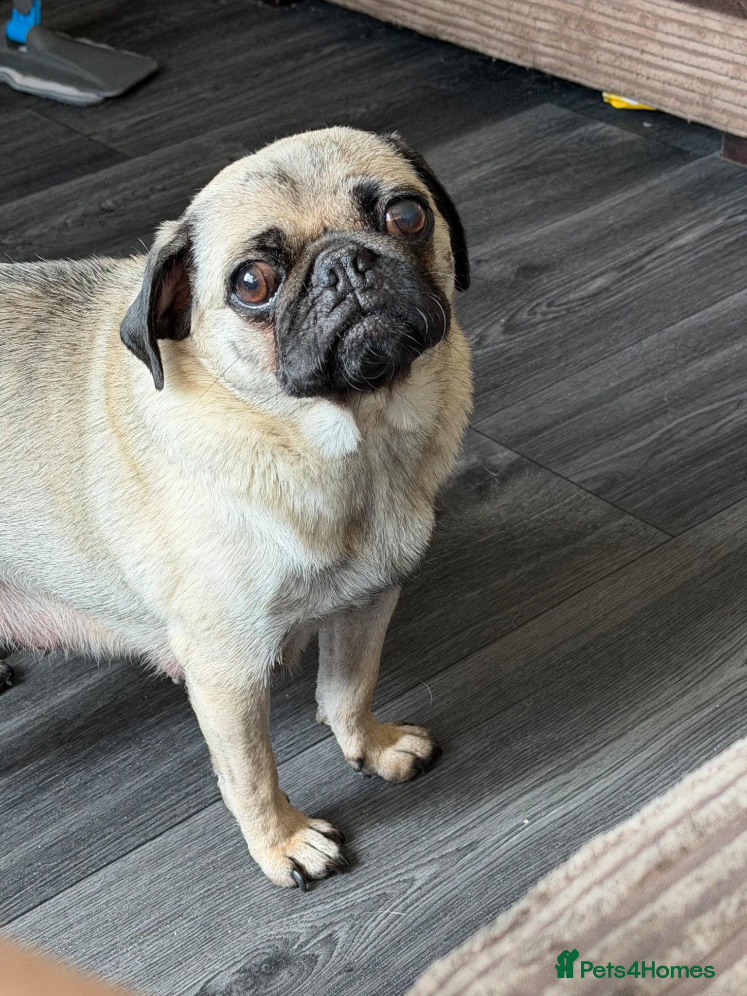 Pug dogs Pug puppies  - Advert 1