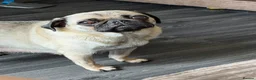 Pug dogs for sale: Pug puppies  - Advert 1
