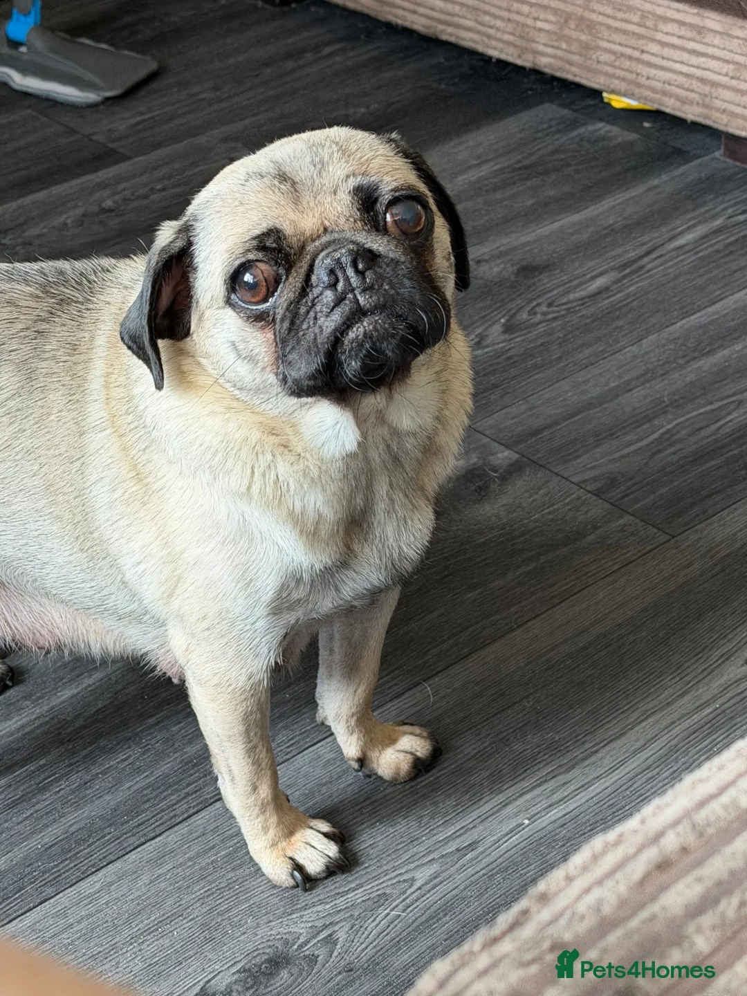 Pug dogs for sale: Pug puppies  - Advert 1