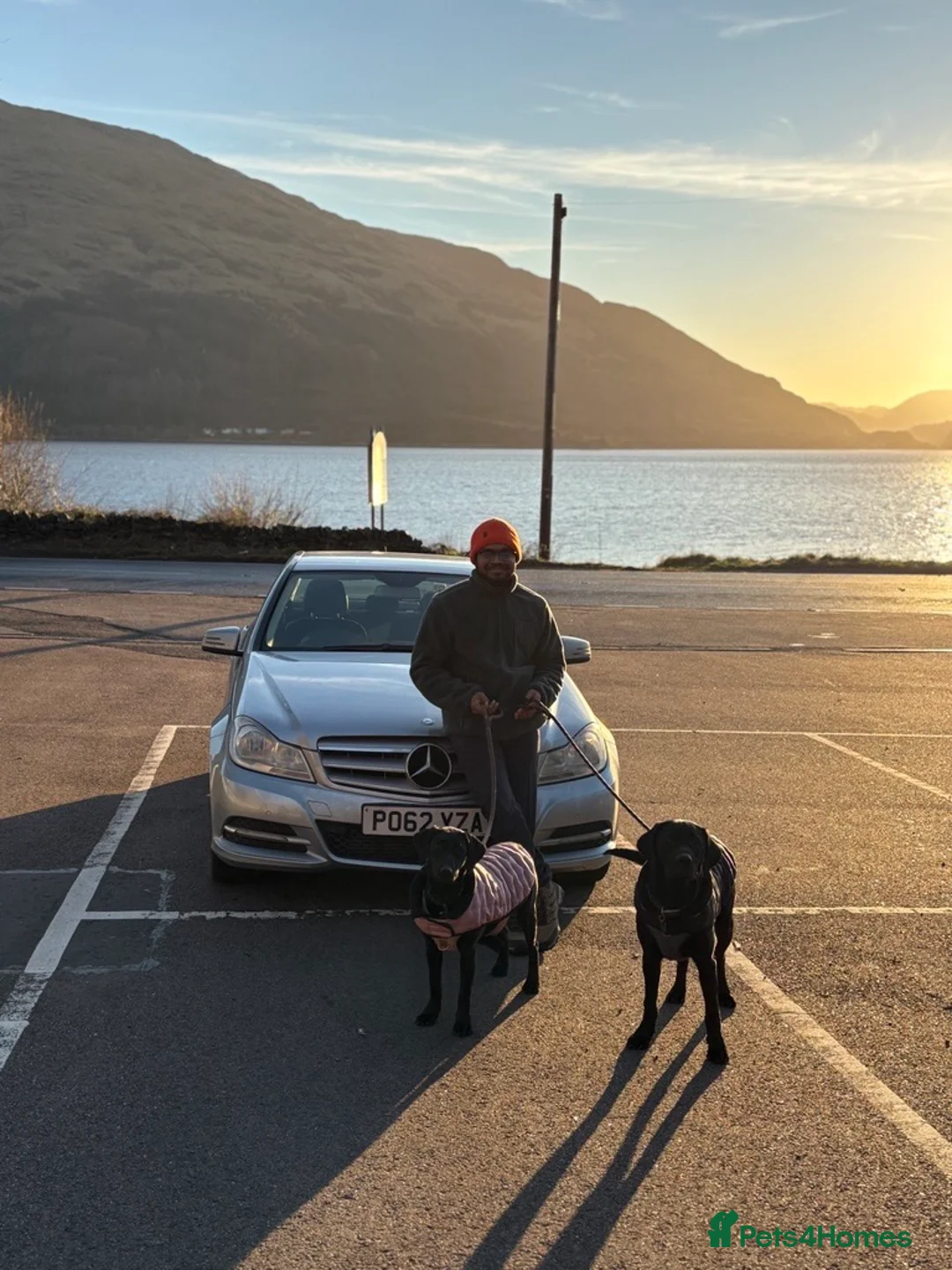 Labrador Retriever dogs for sale: Two Black Labrador Retrievers – Rehomed Together - Advert 4