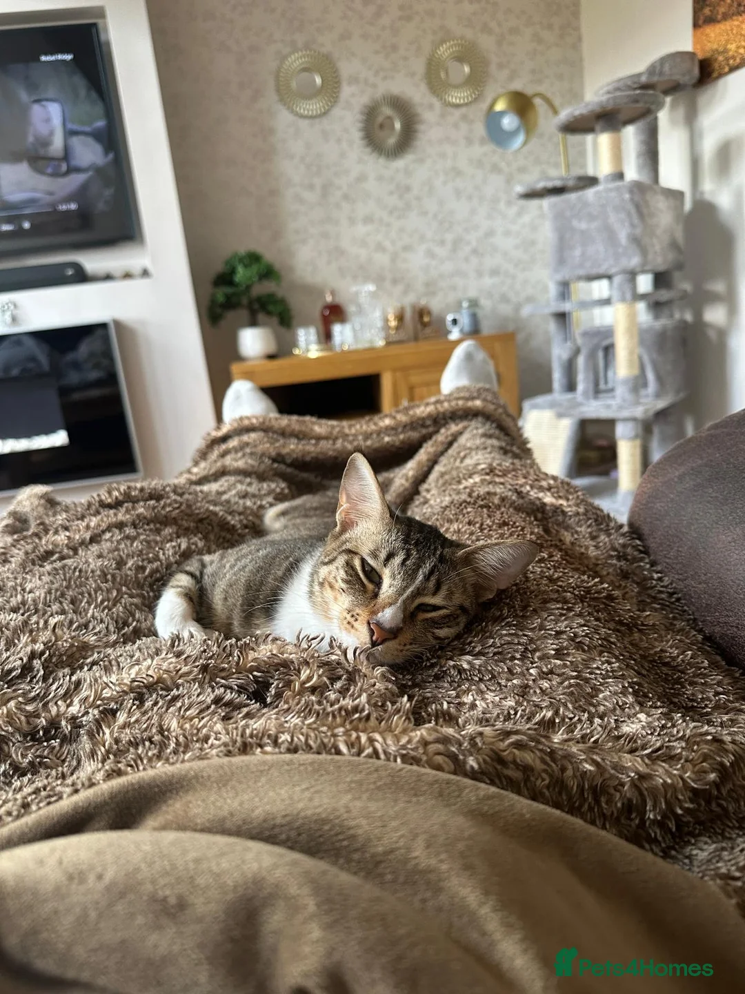 Mixed Breed cats for adoption: NOODLE - AMAZING FURPATTERN AFECTIONATE FUN HAPPY  - Advert 12