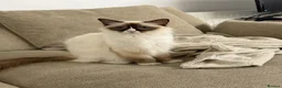 Ragdoll cats for sale: Beautiful 1 year old ragdoll - Advert 2