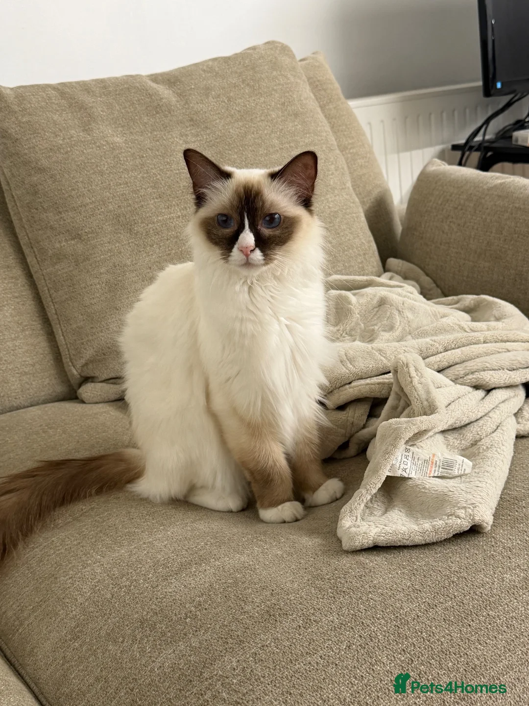Ragdoll cats for sale: Beautiful 1 year old ragdoll - Advert 2