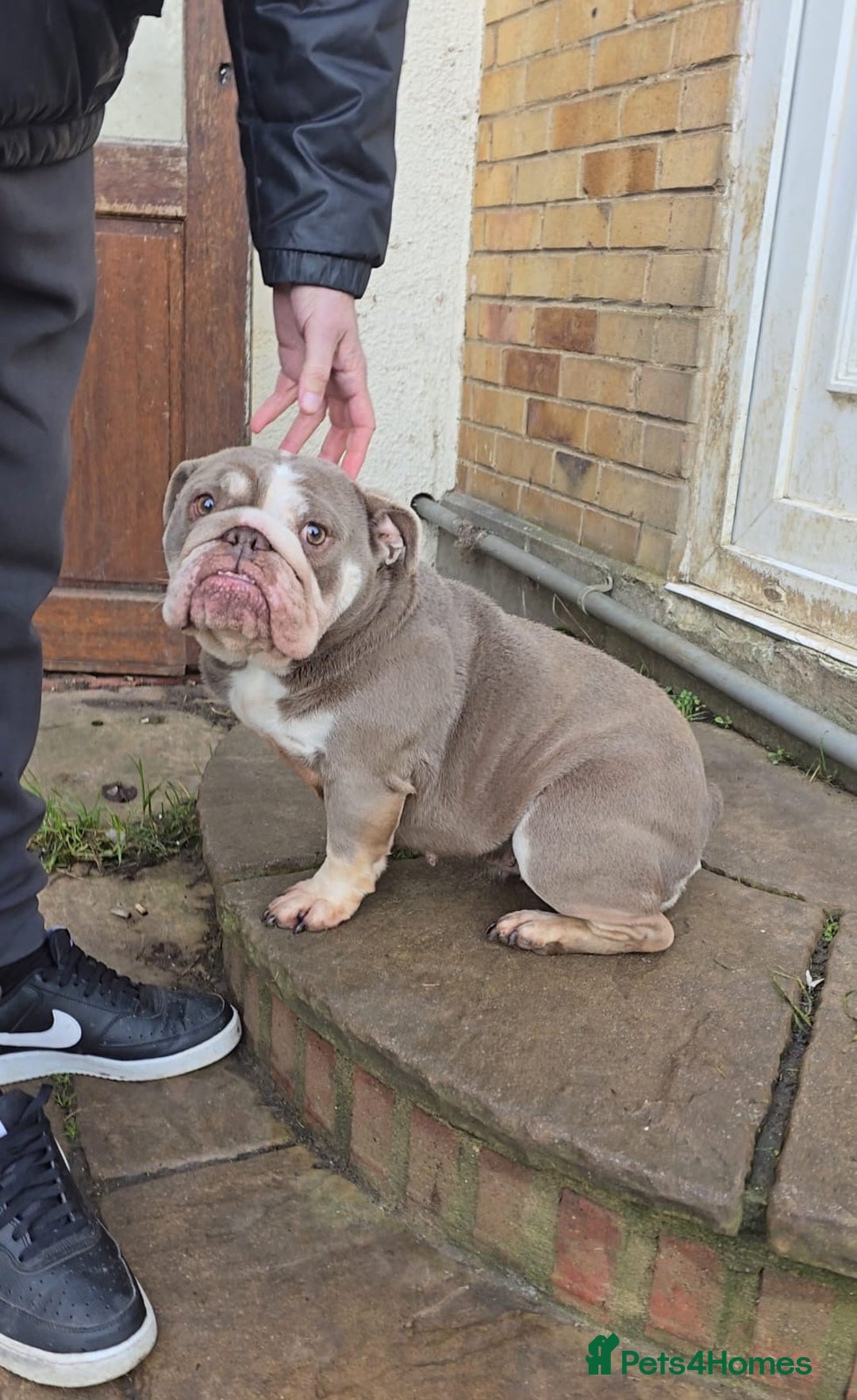 English Bulldog dogs for sale: Beautiful English bulldog female - Advert 2