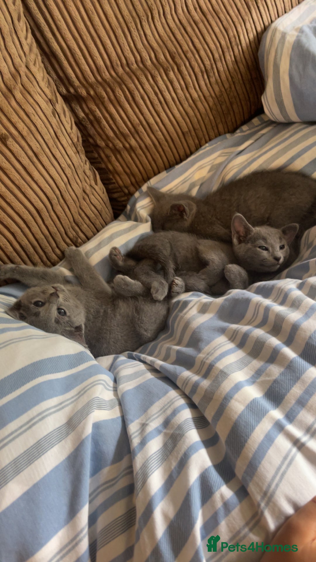 Russian Blue cats for sale: Pure Russian Blue Kittens  - Image 18