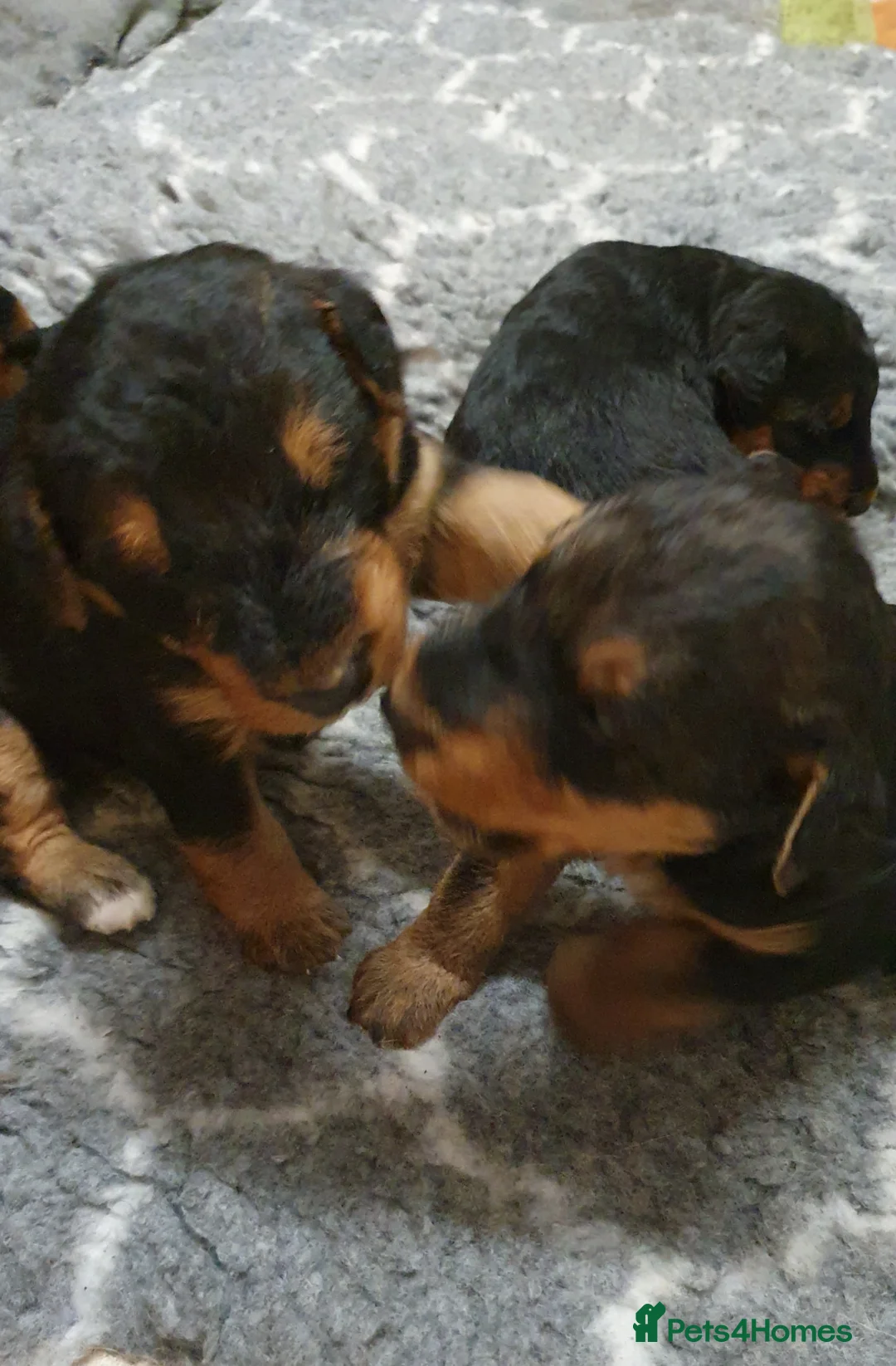 Airedale Terrier dogs for sale: Airedale puppies from health tested parents  - Advert 1