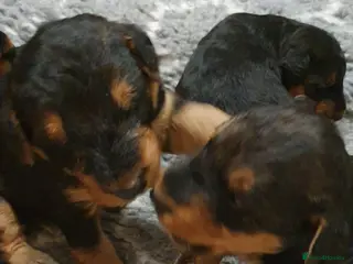 Airedale Terrier dogs Airedale puppies from health tested parents - Advert 1