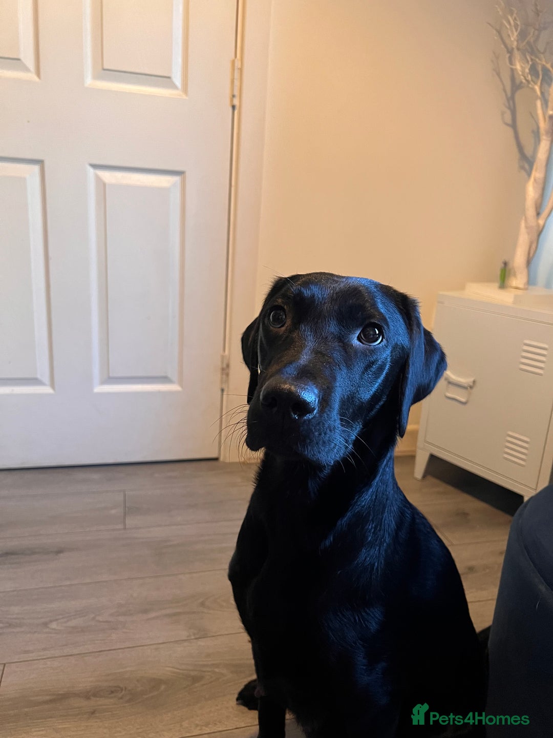 Labrador Retriever dogs for sale: Litter of 8 lab pups ready for new life adventure - Advert 2