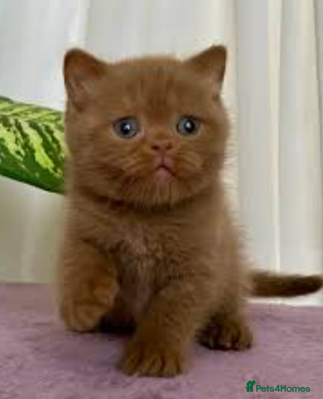 British Shorthair cats for sale: 🏆GCCF / TICA Active –🏅 PROVEN  - Advert 27