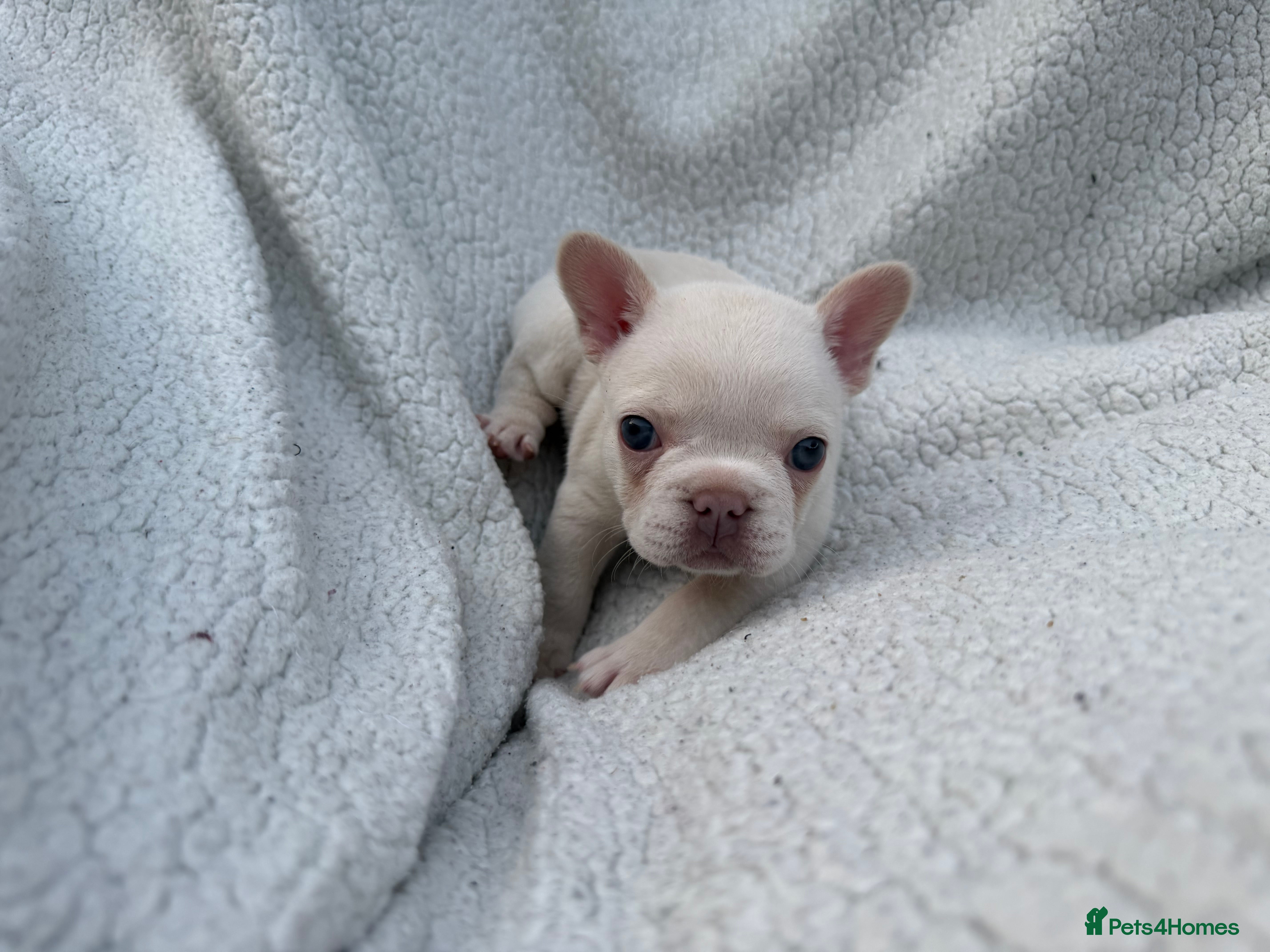 French Bulldog dogs 5 weeks old french bulldog puppies for sale - Advert 2