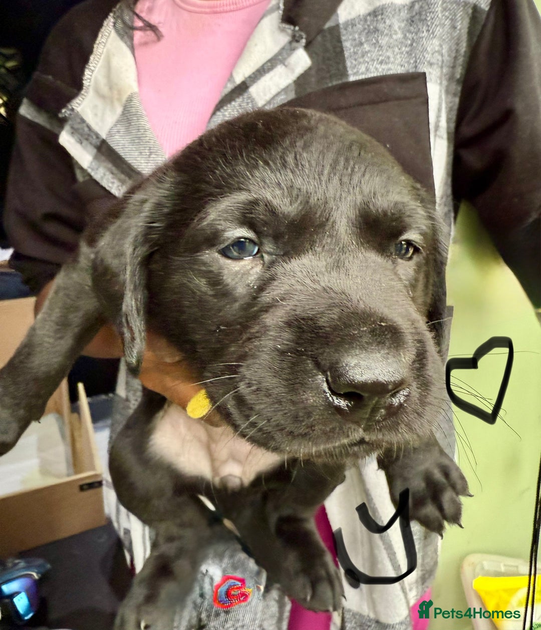 Labrador Retriever dogs for sale: EXCELLENT &UNIQUE LAB PUPPIES AV 12 NOV £1450 - Image 33