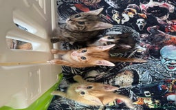 British Shorthair cats for sale: Four Adorable Kittens  - Image 1