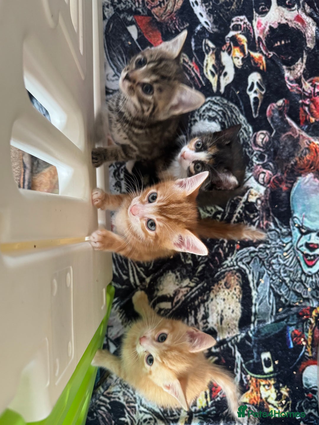 British Shorthair cats for sale: Four Adorable Kittens  - Image 1