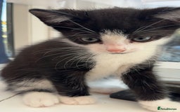 British Shorthair cats for sale: Kittens  - Image 3