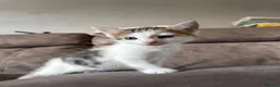 Bengal cats for sale: Bengal mix kittens  in Manchester - Advert 6