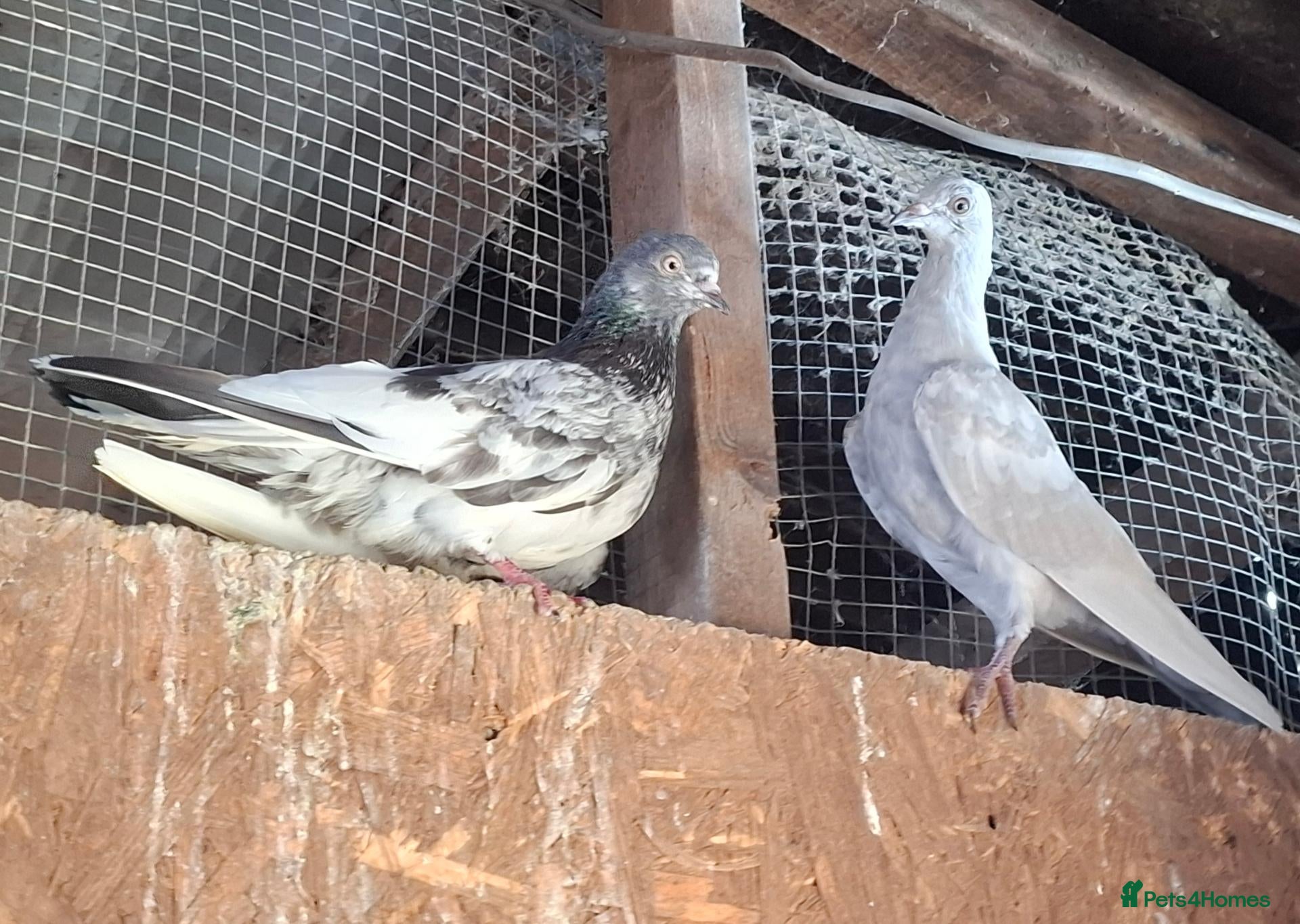 Pigeons birds 9 pigeons, mixture, some high flyers - Advert 7