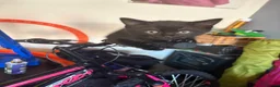 Mixed Breed cats for sale: Black kittens in Salford - Advert 4