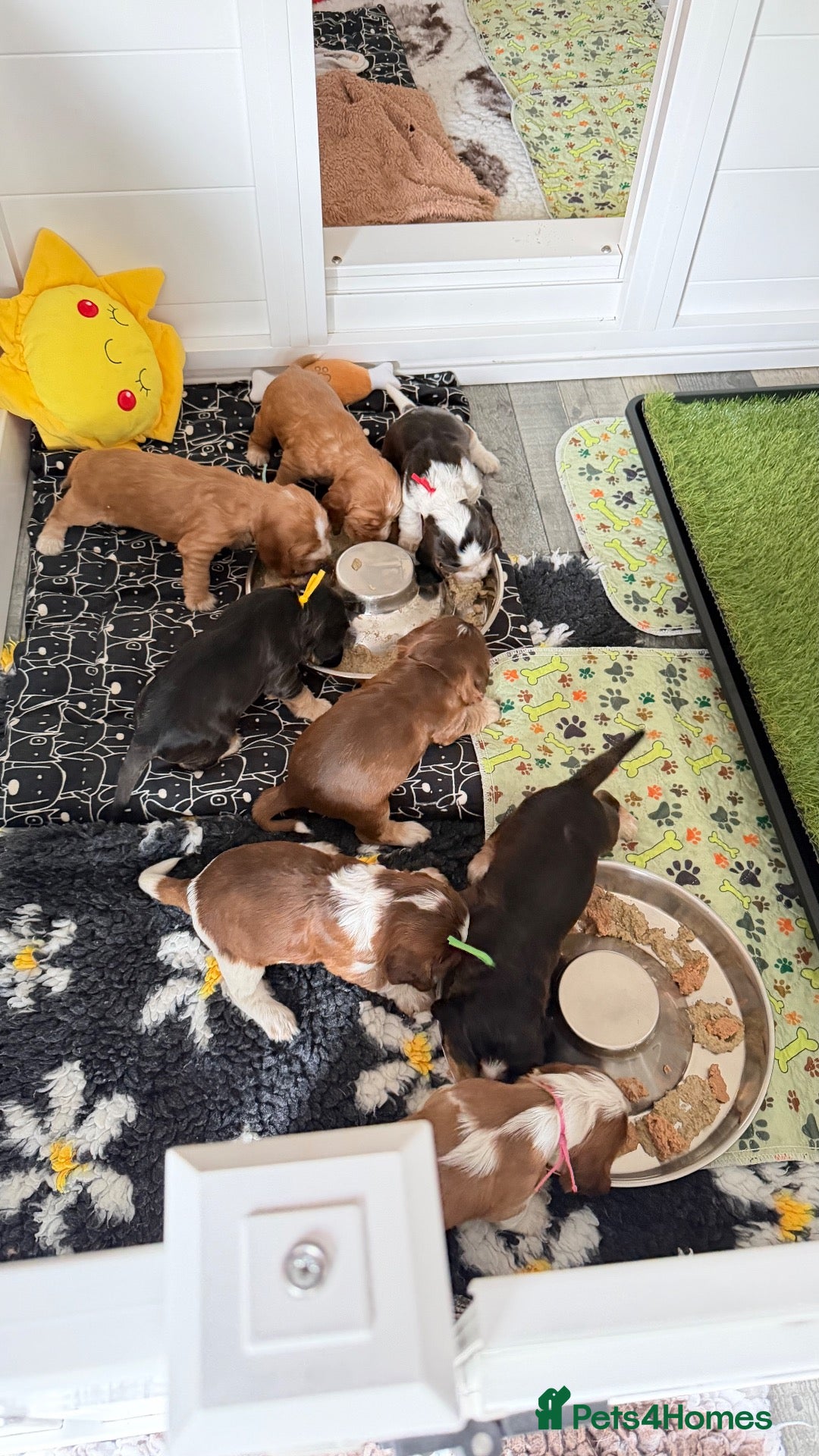 Cocker Spaniel dogs Show type cocker spaniels  - Advert 2