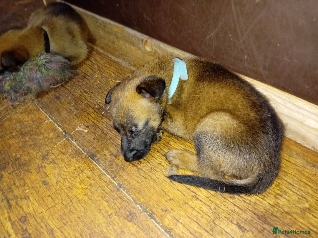 Belgian Shepherd Dog dogs for sale: Belgian malinois puppies for sale  - Image 5