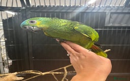 Parrots birds for sale: Beautiful baby handreared blue fronted amazons  - Image 4