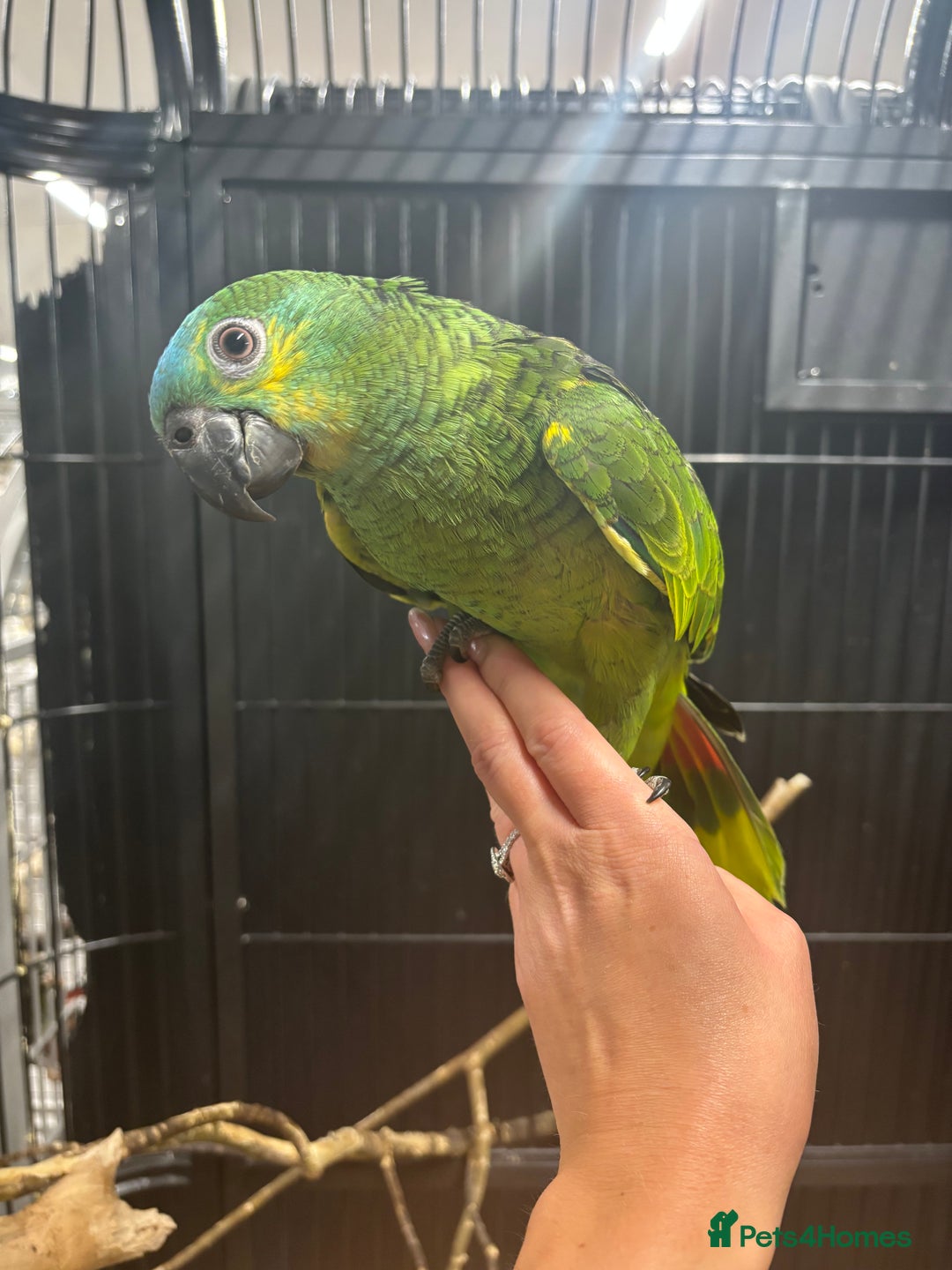 Parrots birds for sale: Beautiful baby handreared blue fronted amazons  - Image 4