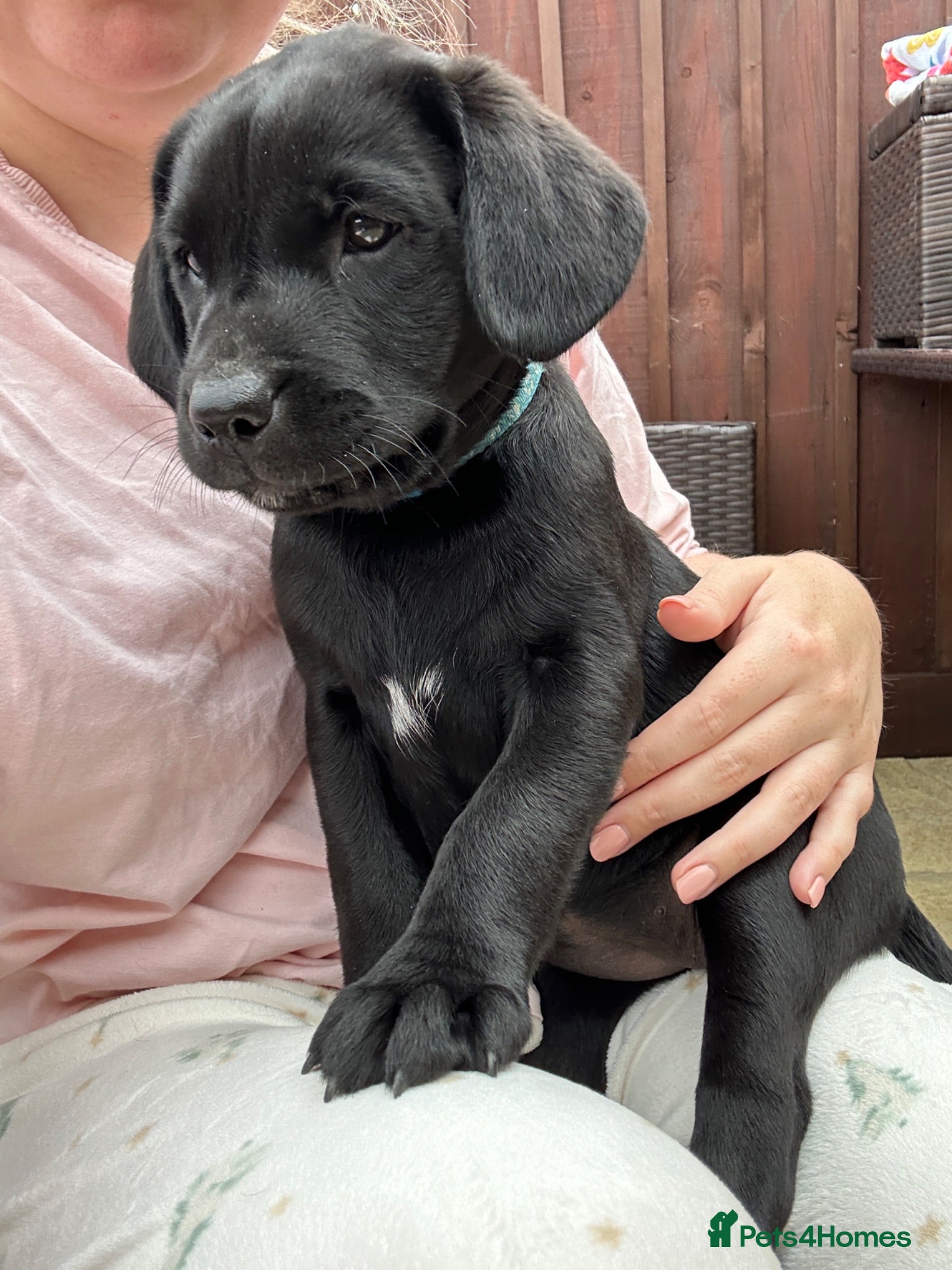 Labrador Retriever dogs KC registered pedigree black Labradors-ready 12/07 - Advert 2