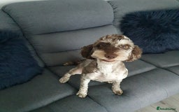 Cockapoo dogs for sale: Brown merle cockapoo girl 1 year 7 months old - Image 14