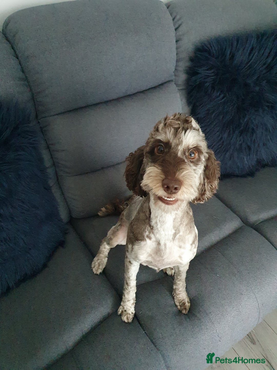 Cockapoo dogs for sale: Brown merle cockapoo girl 1 year 7 months old - Image 14