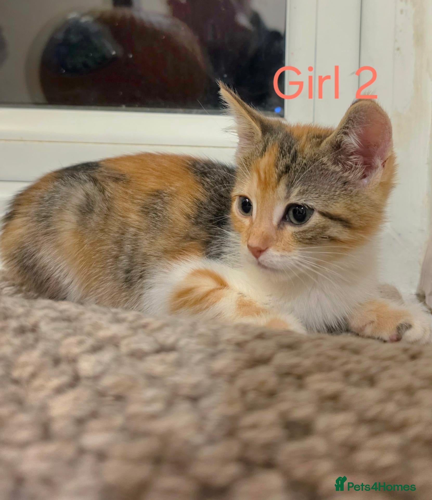 Mixed Breed cats for sale: ​🐾 3  Kittens LEFT 💙💙🩷 - Advert 1