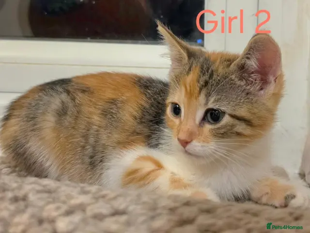 Mixed Breed cats for sale: 🐾 3 Kittens LEFT 💙💙🩷 - Advert 1
