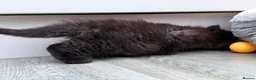 Mixed Breed cats for sale: Beautiful Ragdoll x Maine Coon Kittens - Advert 6