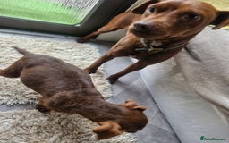 Patterdale Terrier dogs for sale: Patterdale Terrier pup - Image 5