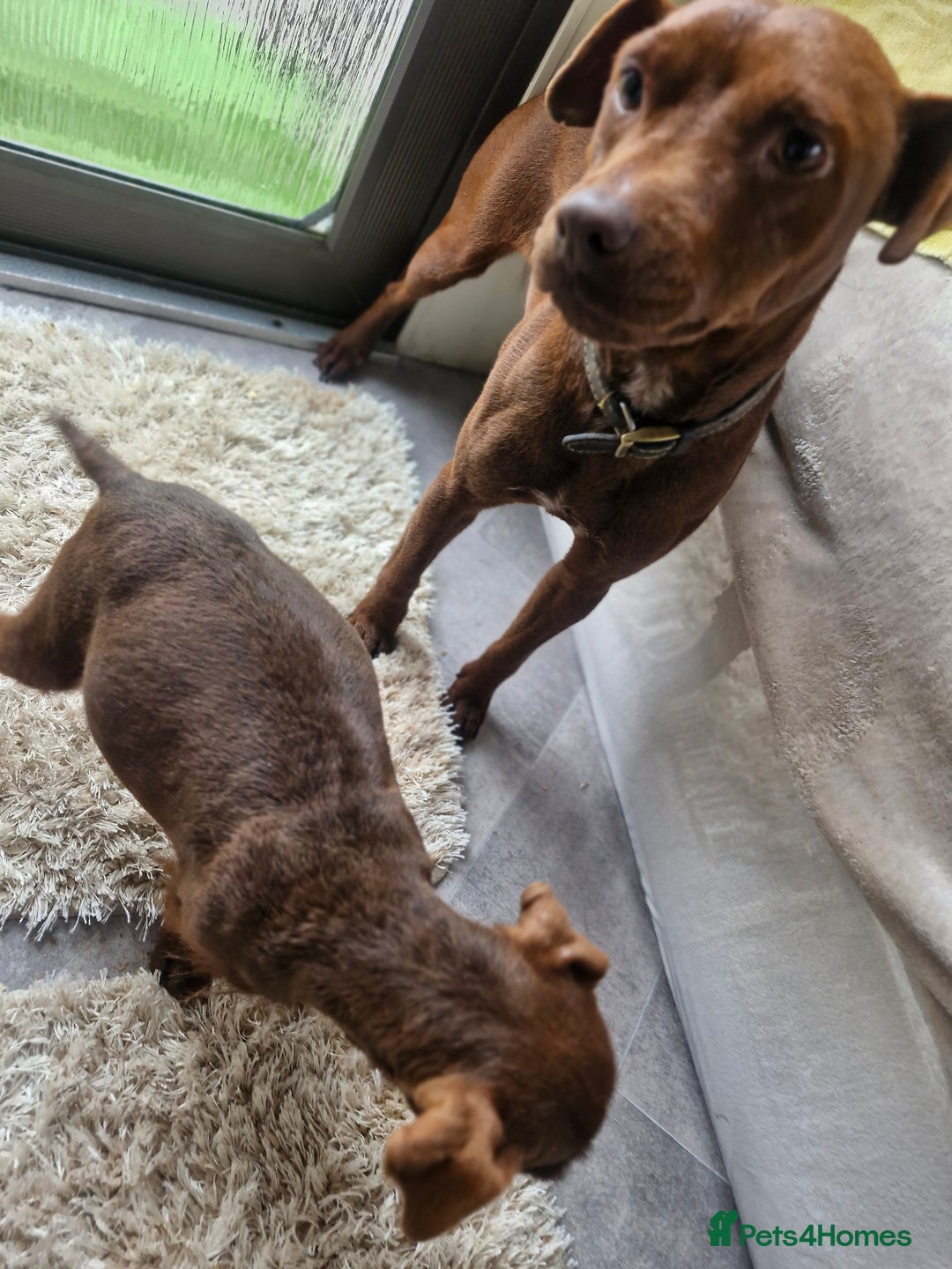 Patterdale Terrier dogs for sale: Patterdale Terrier pup - Image 5