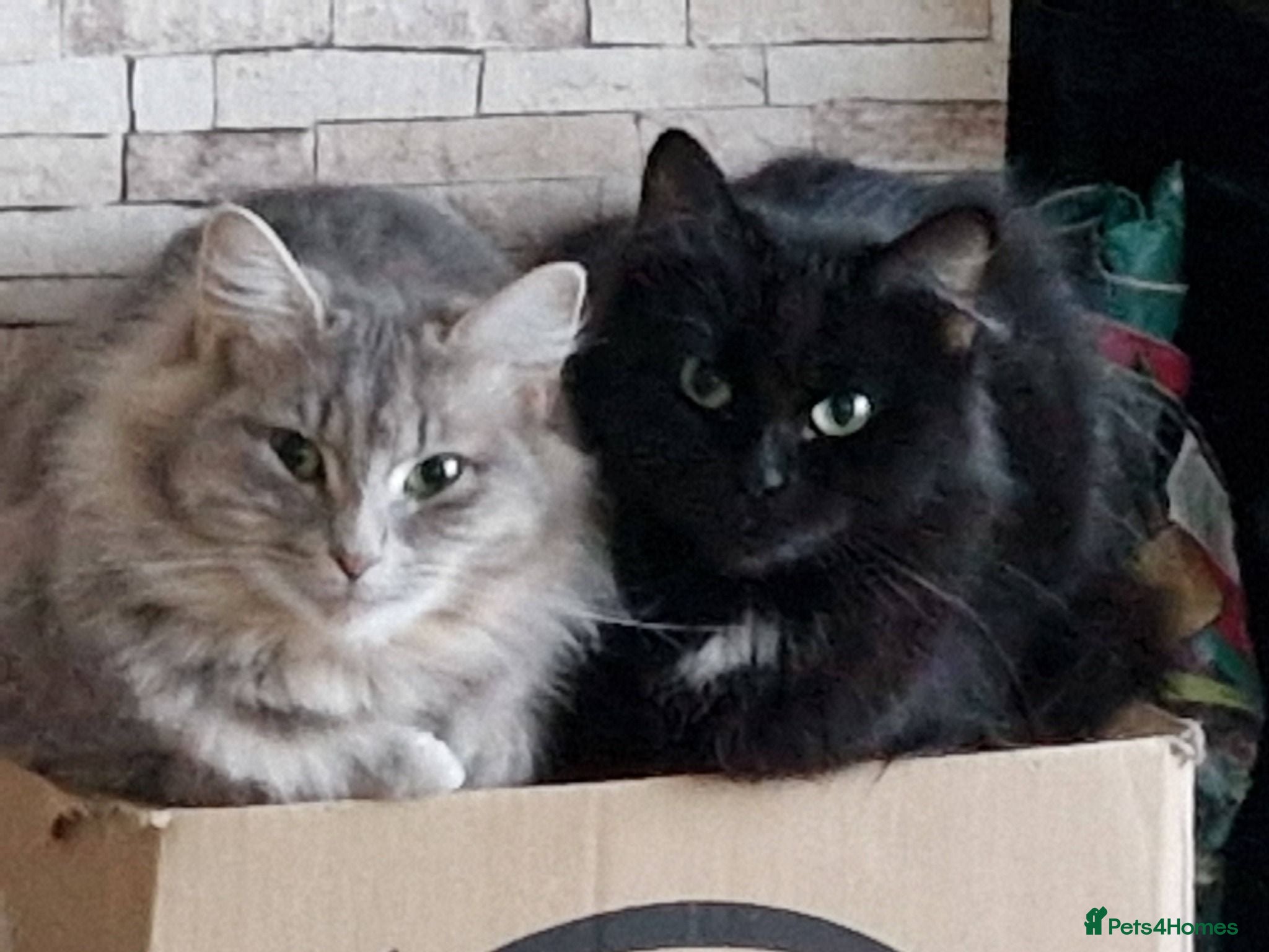 Siberian cats Beautiful siberian grey kittens - Advert 1
